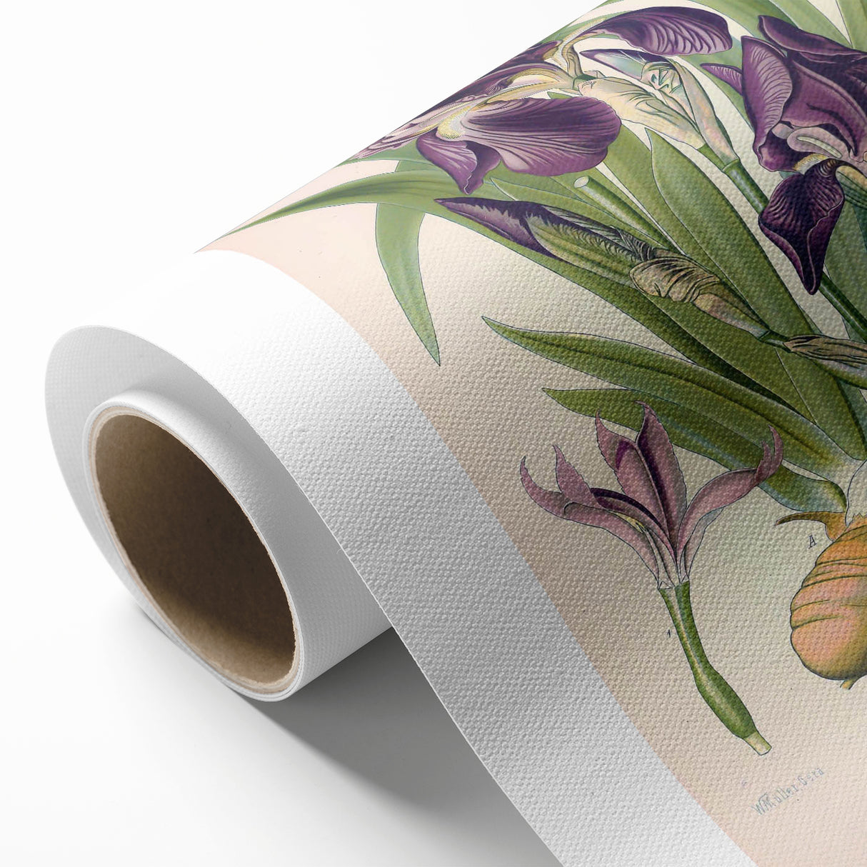 Botanical Art Prints – Vintage Iris Floral Illustration