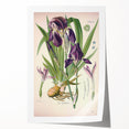 Botanical Art Prints – Vintage Iris Floral Illustration