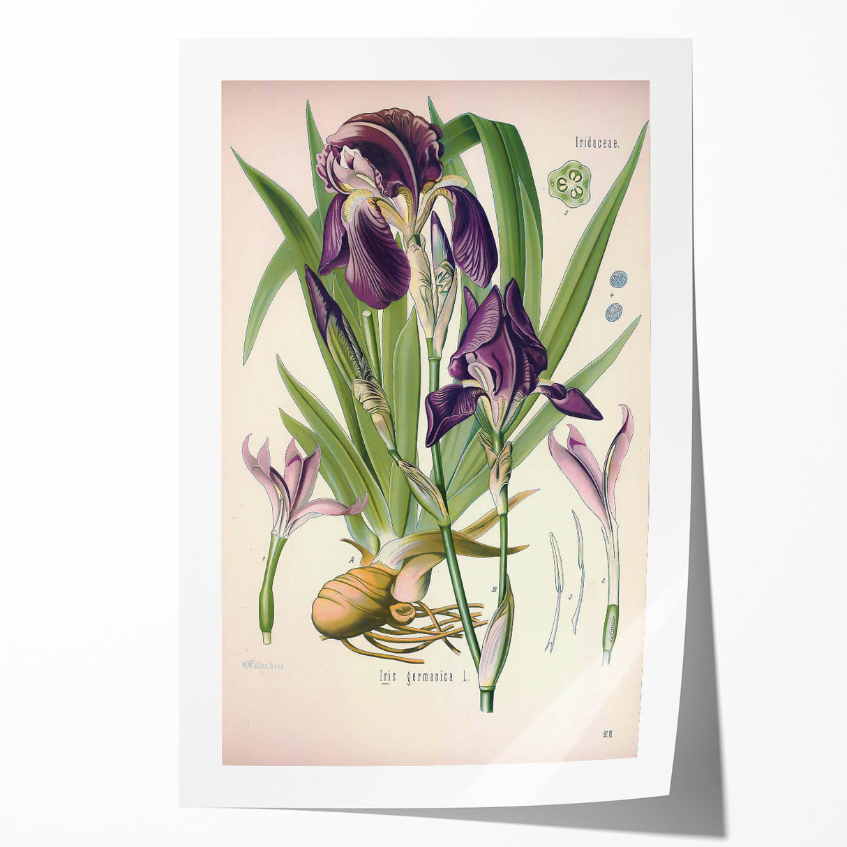Botanical Art Prints – Vintage Iris Floral Illustration
