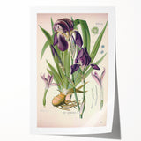 Botanical Art Prints – Vintage Iris Floral Illustration