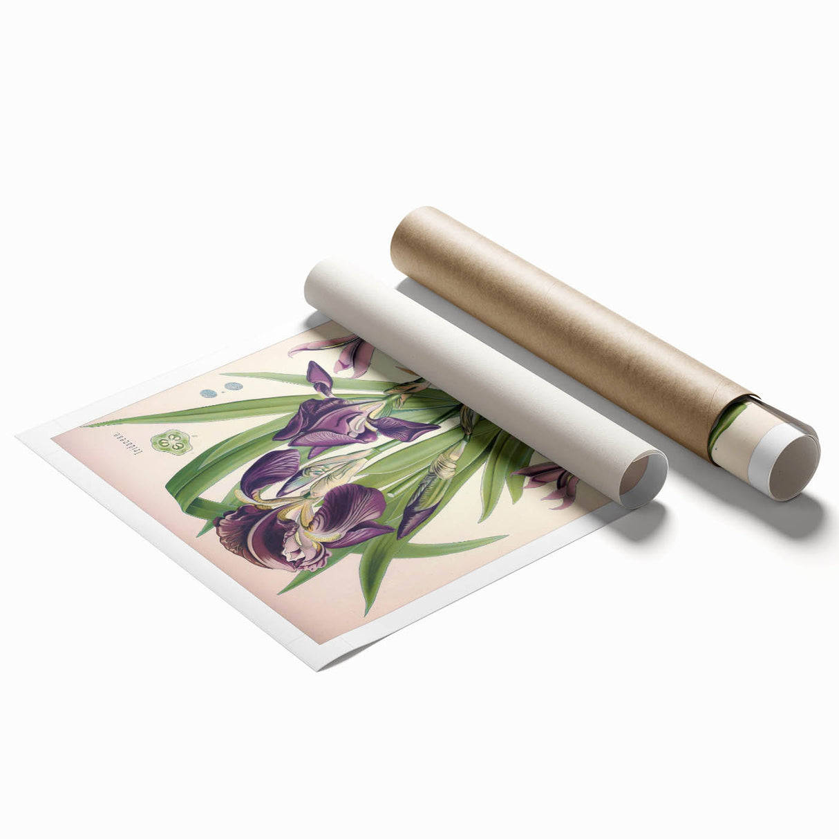 Botanical Art Prints – Vintage Iris Floral Illustration