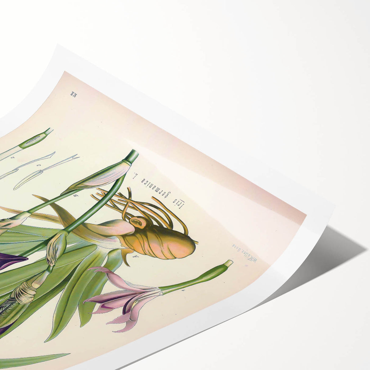 Botanical Art Prints – Vintage Iris Floral Illustration