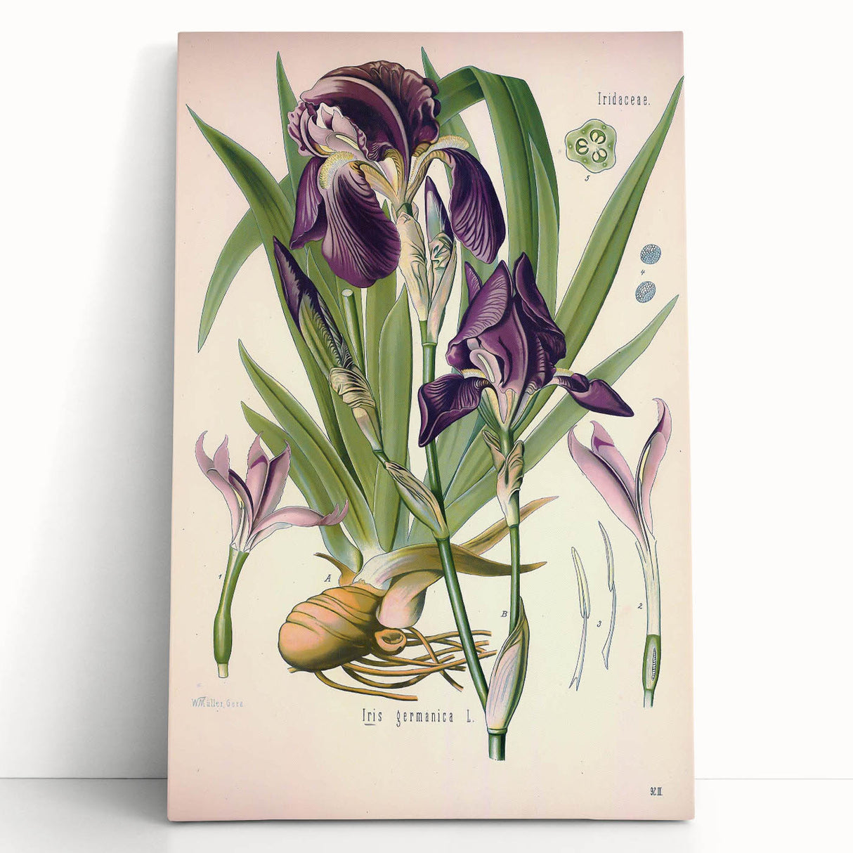 Botanical Art Prints – Vintage Iris Floral Illustration