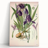 Botanical Art Prints – Vintage Iris Floral Illustration