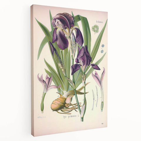 Botanical Art Prints – Vintage Iris Floral Illustration