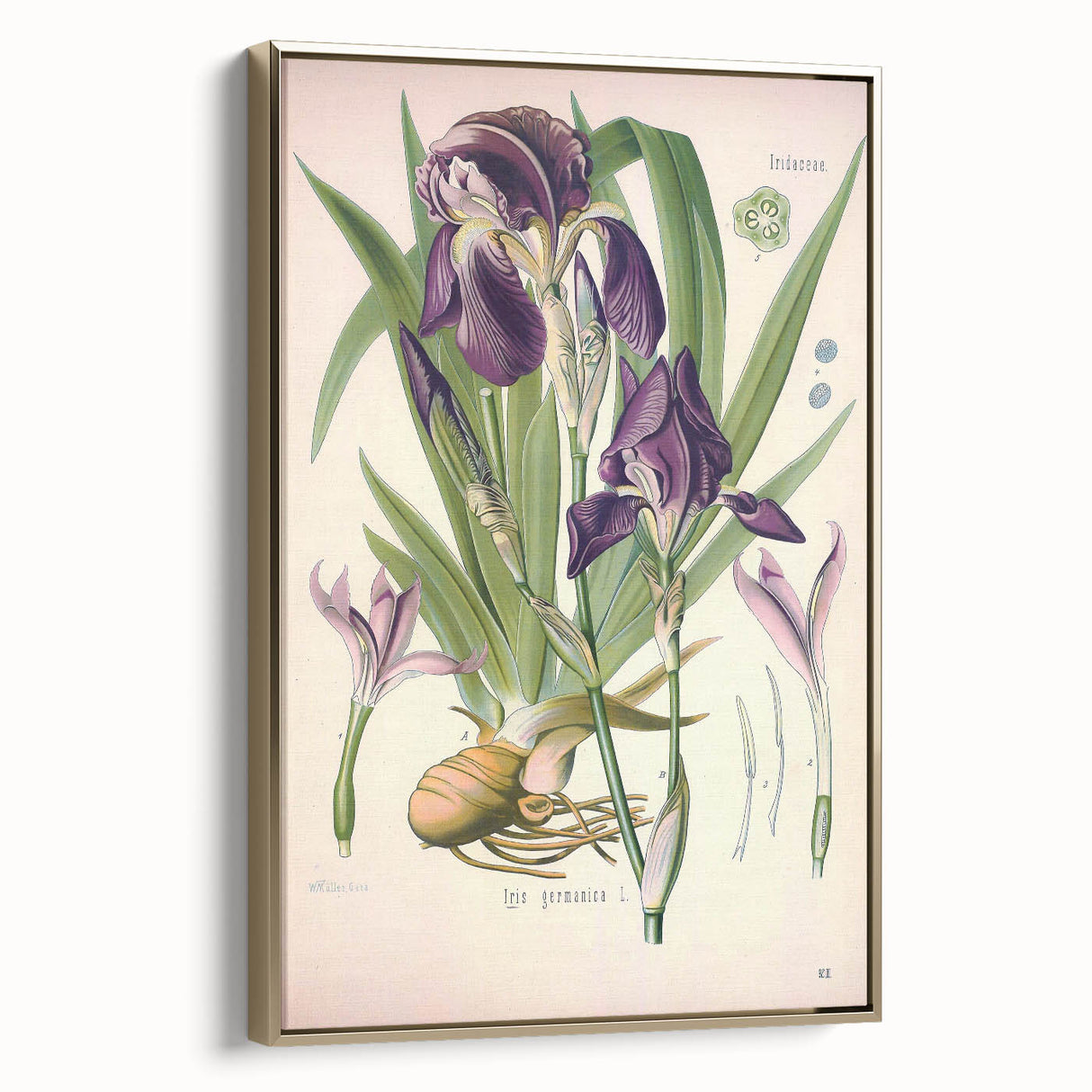 Botanical Art Prints – Vintage Iris Floral Illustration