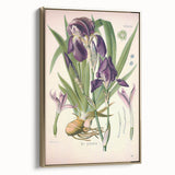 Botanical Art Prints – Vintage Iris Floral Illustration