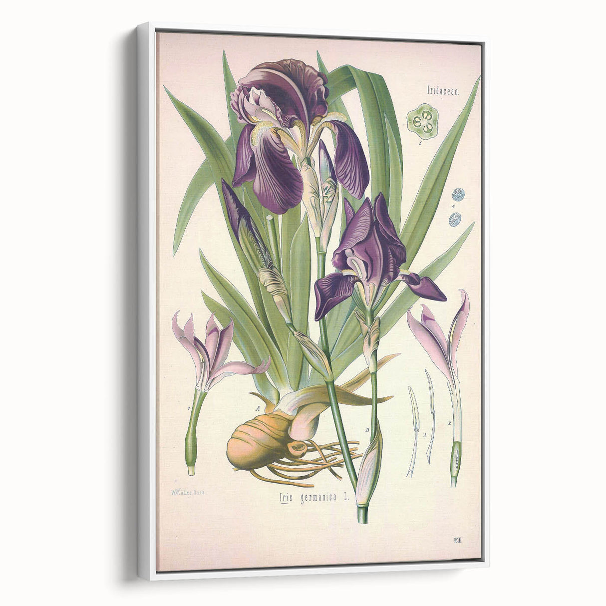 Botanical Art Prints – Vintage Iris Floral Illustration