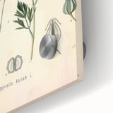 Botanical Art Prints – Vintage Herb Illustration Art