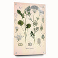 Botanical Art Prints – Vintage Herb Illustration Art