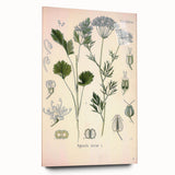 Botanical Art Prints – Vintage Herb Illustration Art