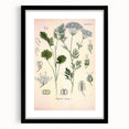 Botanical Art Prints – Vintage Herb Illustration Art