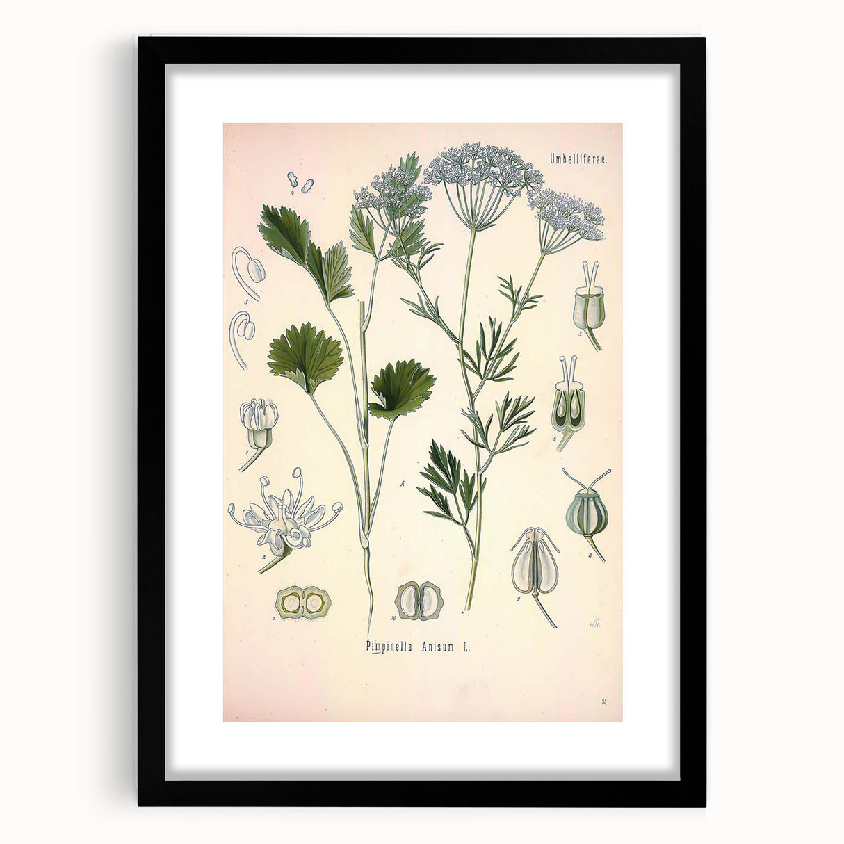 Botanical Art Prints – Vintage Herb Illustration Art