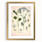 Botanical Art Prints – Vintage Herb Illustration Art