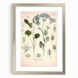 Botanical Art Prints – Vintage Herb Illustration Art