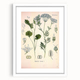 Botanical Art Prints – Vintage Herb Illustration Art