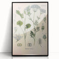 Botanical Art Prints – Vintage Herb Illustration Art