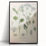 Botanical Art Prints – Vintage Herb Illustration Art