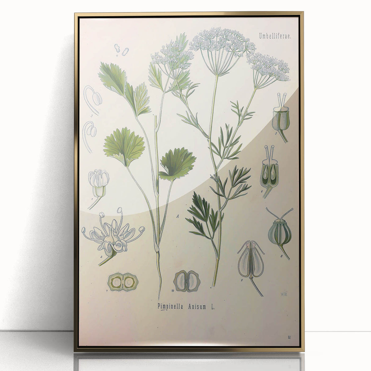 Botanical Art Prints – Vintage Herb Illustration Art
