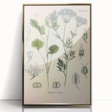 Botanical Art Prints – Vintage Herb Illustration Art