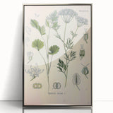 Botanical Art Prints – Vintage Herb Illustration Art