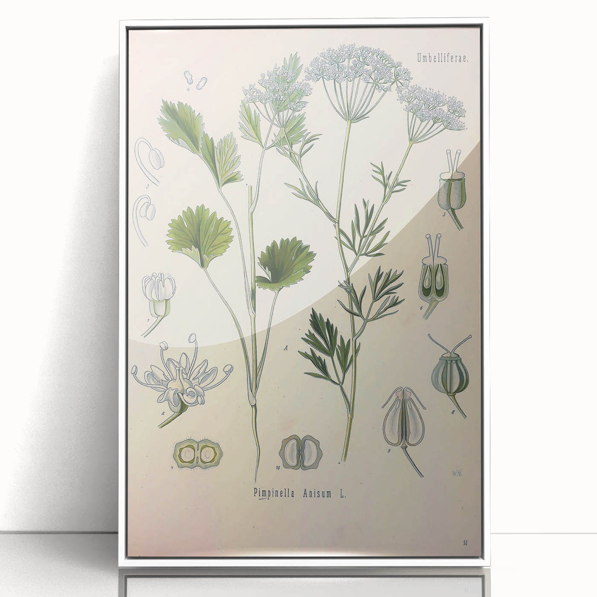 Botanical Art Prints – Vintage Herb Illustration Art