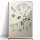 Botanical Art Prints – Vintage Herb Illustration Art