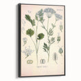 Botanical Art Prints – Vintage Herb Illustration Art