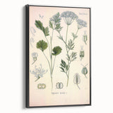 Botanical Art Prints – Vintage Herb Illustration Art