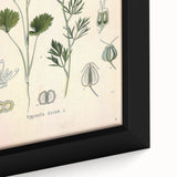 Botanical Art Prints – Vintage Herb Illustration Art