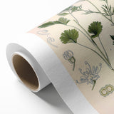 Botanical Art Prints – Vintage Herb Illustration Art