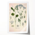 Botanical Art Prints – Vintage Herb Illustration Art