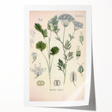Botanical Art Prints – Vintage Herb Illustration Art