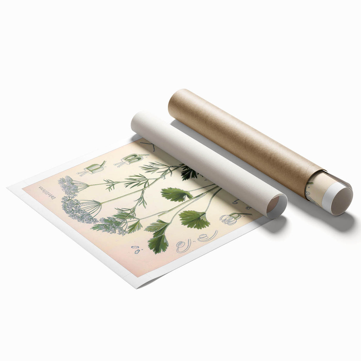 Botanical Art Prints – Vintage Herb Illustration Art