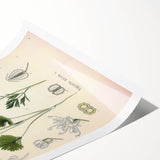 Botanical Art Prints – Vintage Herb Illustration Art