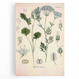 Botanical Art Prints – Vintage Herb Illustration Art