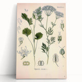 Botanical Art Prints – Vintage Herb Illustration Art