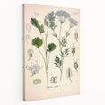 Botanical Art Prints – Vintage Herb Illustration Art