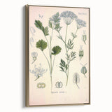 Botanical Art Prints – Vintage Herb Illustration Art