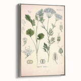 Botanical Art Prints – Vintage Herb Illustration Art