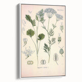 Botanical Art Prints – Vintage Herb Illustration Art