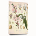 Botanical Art Prints – Vintage Almond Blossom Illustration