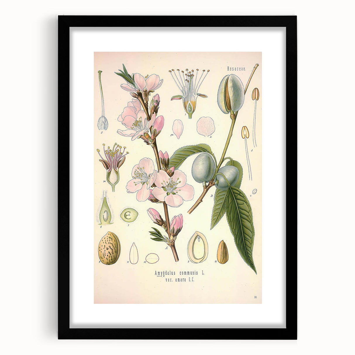 Botanical Art Prints – Vintage Almond Blossom Illustration