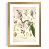 Botanical Art Prints – Vintage Almond Blossom Illustration