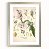 Botanical Art Prints – Vintage Almond Blossom Illustration