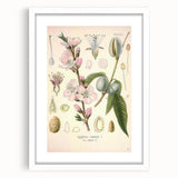 Botanical Art Prints – Vintage Almond Blossom Illustration