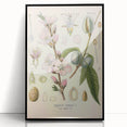 Botanical Art Prints – Vintage Almond Blossom Illustration