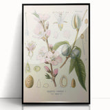 Botanical Art Prints – Vintage Almond Blossom Illustration