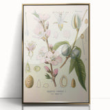 Botanical Art Prints – Vintage Almond Blossom Illustration