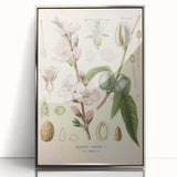Botanical Art Prints – Vintage Almond Blossom Illustration